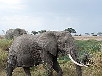 Wild Olifant 7